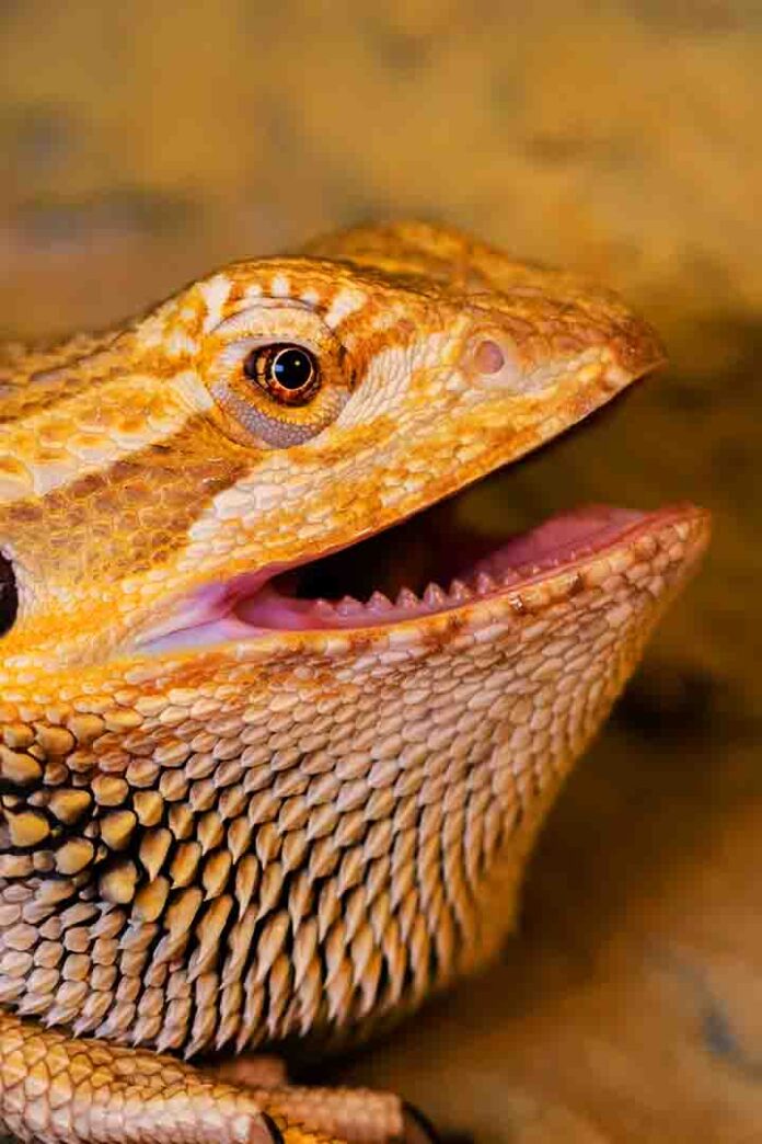 Do Bearded Dragon Bites Hurt?