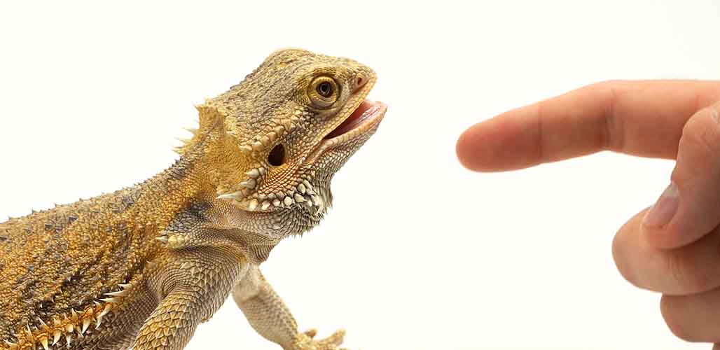 Do Bearded Dragon Bites Hurt 