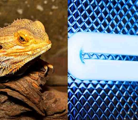 do bearded dragons need uvb at night