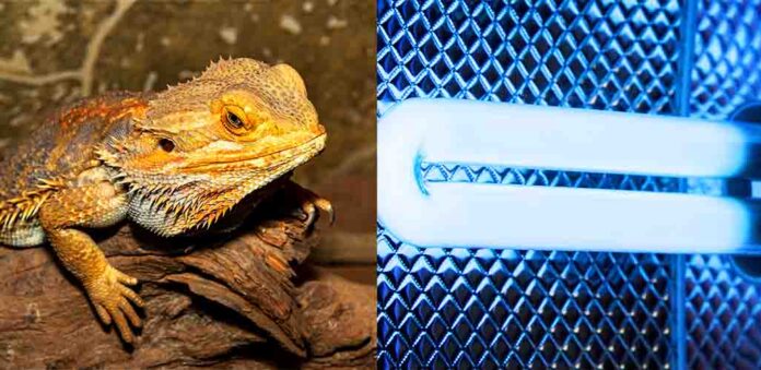 do-bearded-dragons-need-uvb-at-night