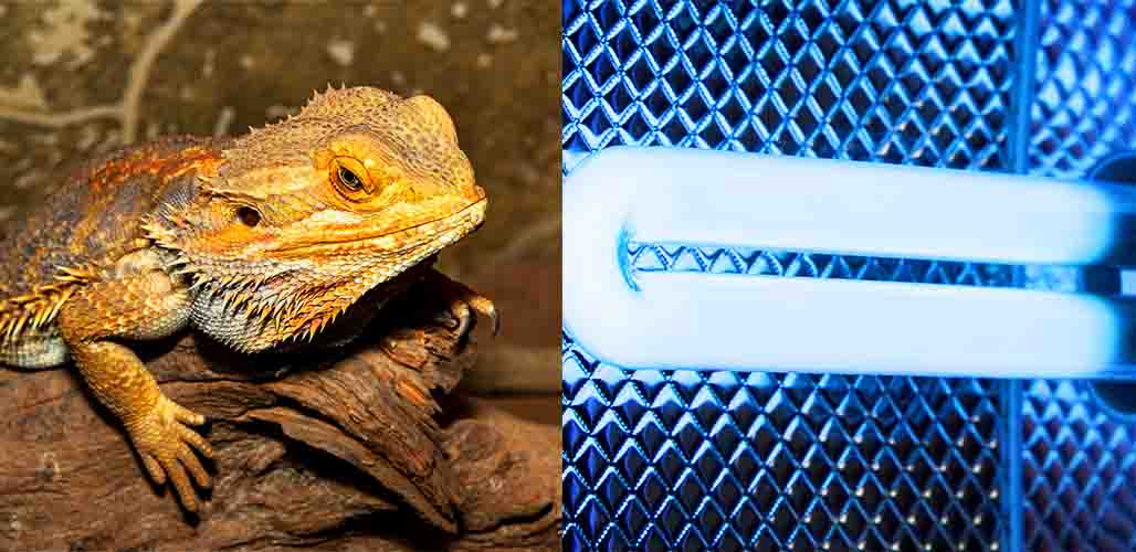 uv light for bearded dragon