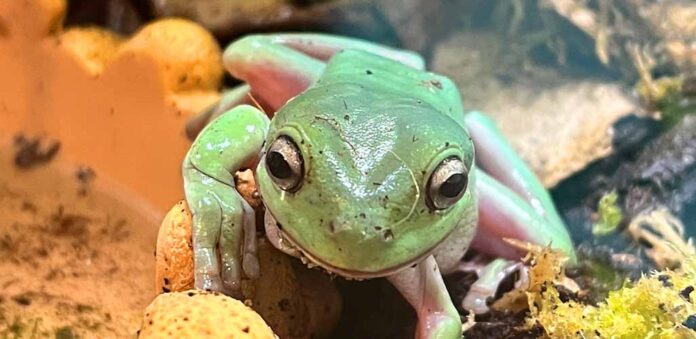 whites tree frog