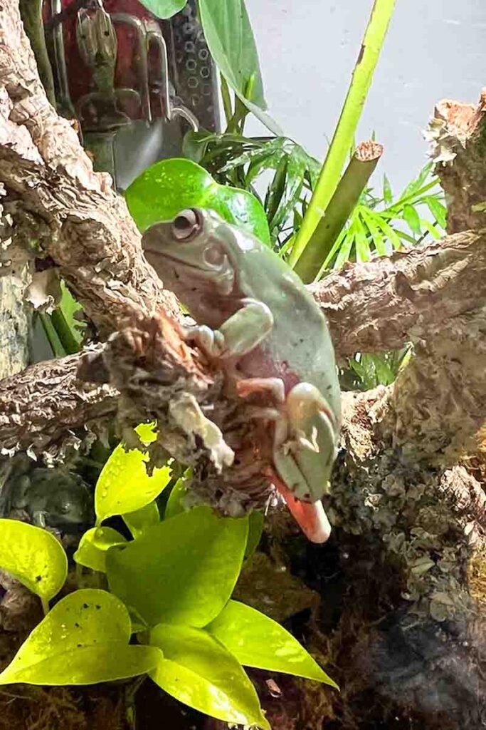 arboreal frogs are great climbers