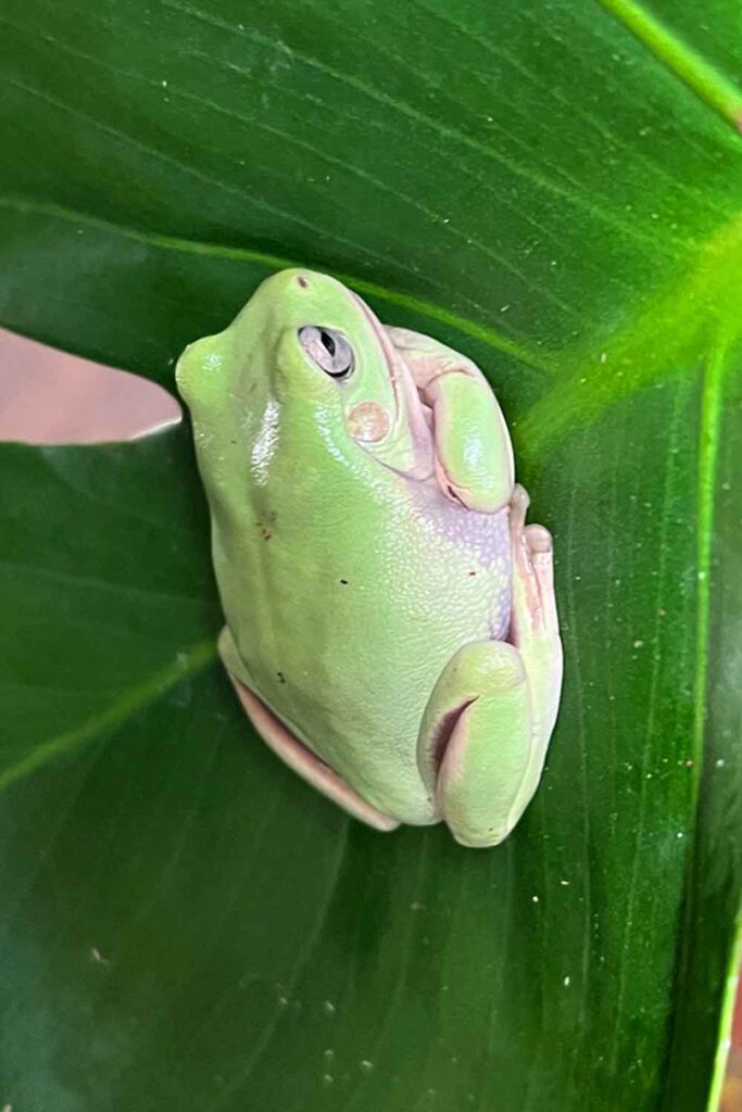light frogs can balance on leaves