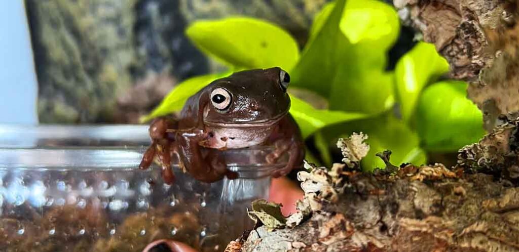 these frogs turn brown when stressed