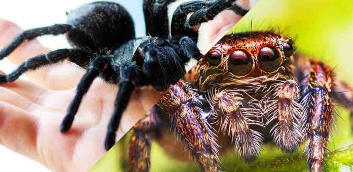 difference between spider and tarantula