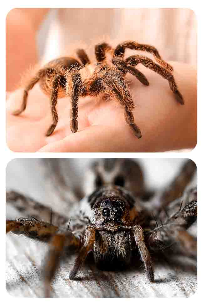 difference between spider and tarantula