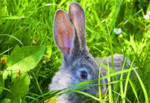 what frequency can rabbits hear