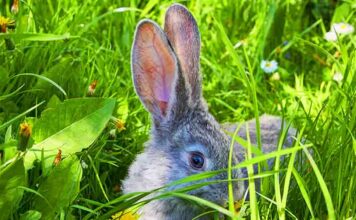 what frequency can rabbits hear