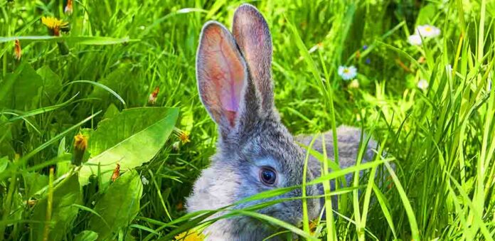 what frequency can rabbits hear