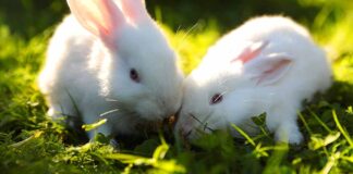 why do bunnies rub their chin on things