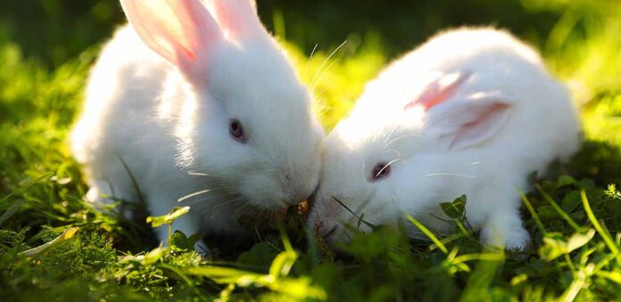 why do bunnies rub their chin on things