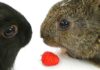 can rabbits have raspberries