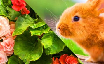 do rabbits eat begonias