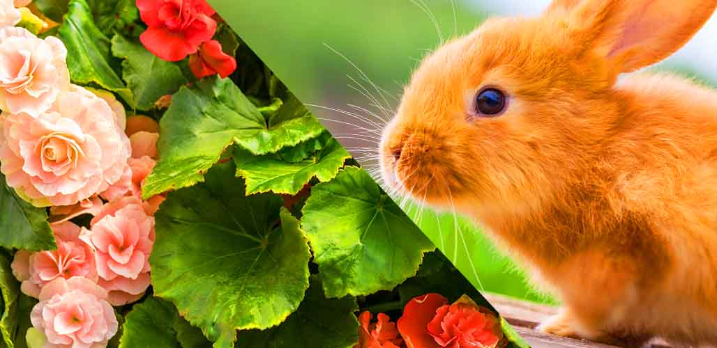 do-rabbits-eat-begonias