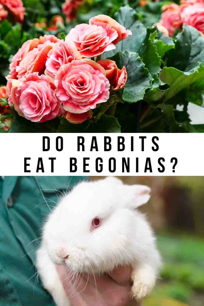 do rabbits eat begonias