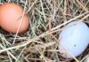 blue chicken egg
