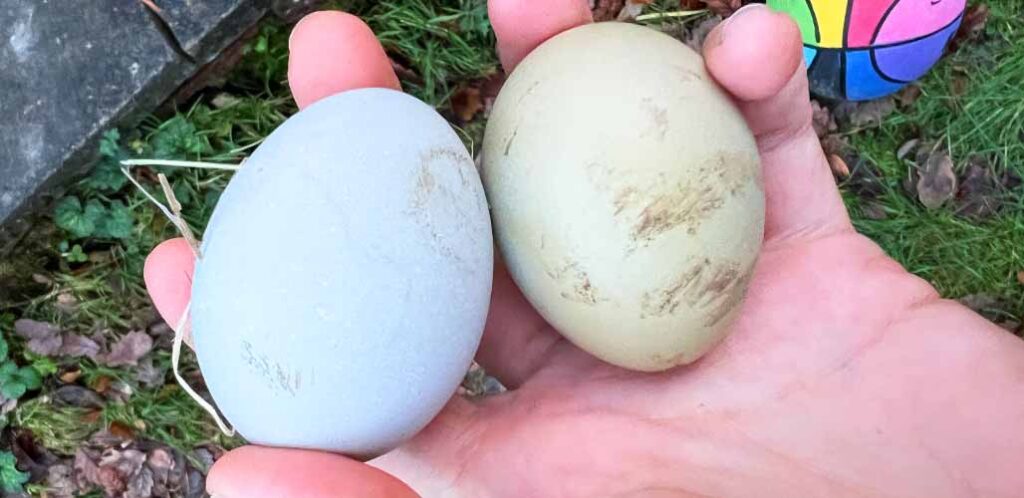green vs blue eggs