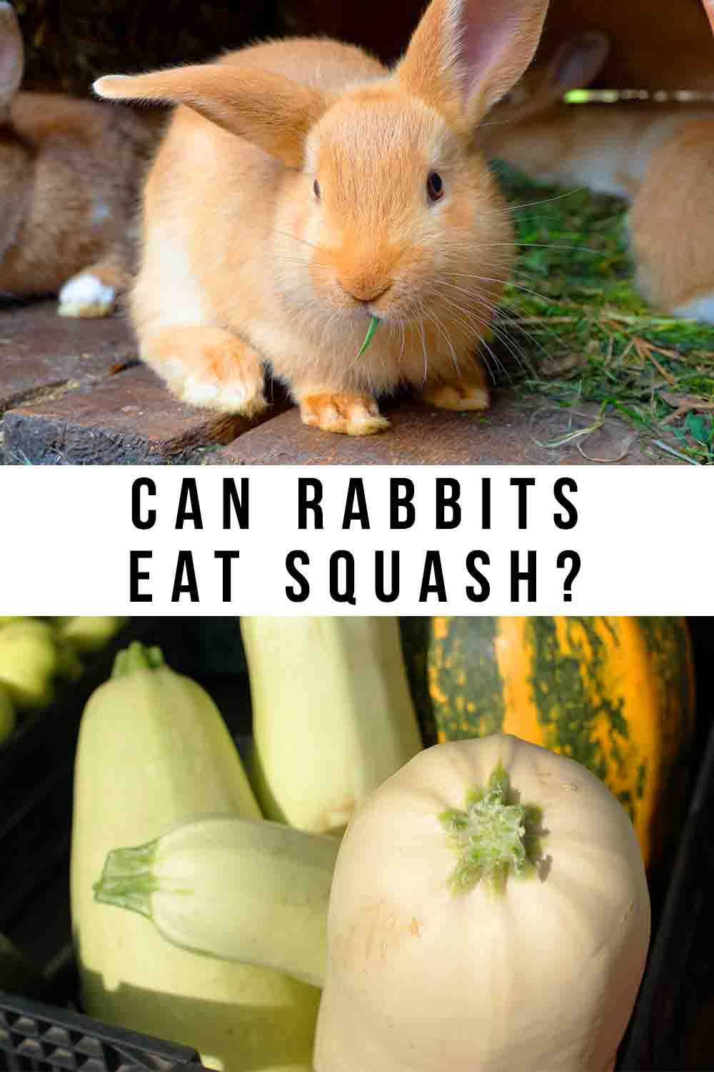 Can Rabbits Eat Squash, Or Will It Harm Them?