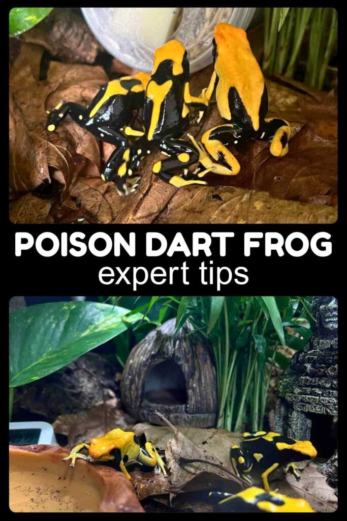 photos of poison dart frog pets