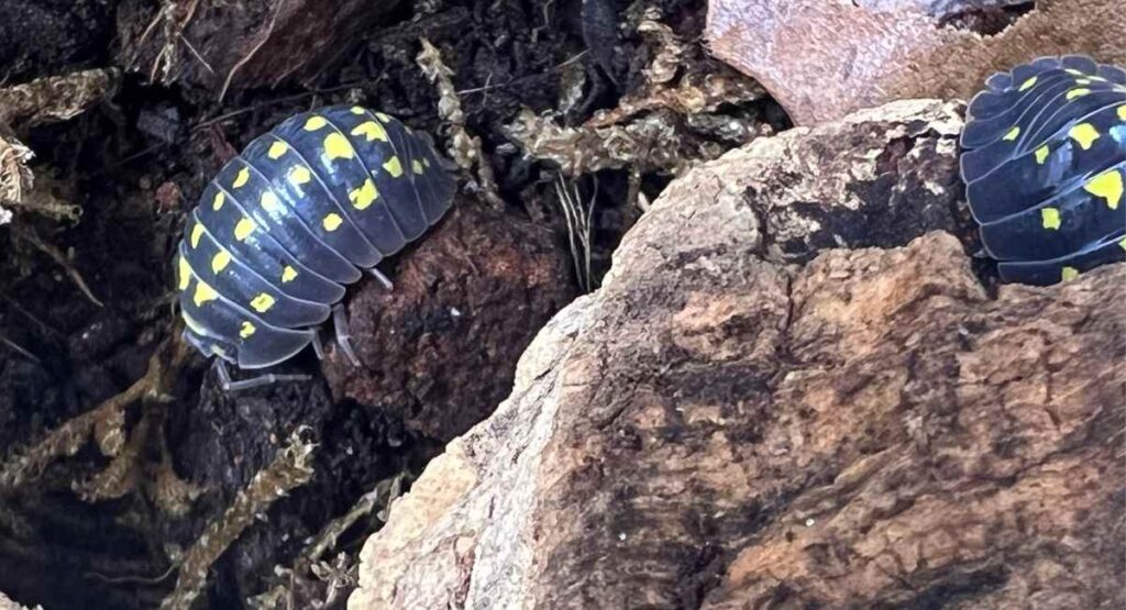 armadillidium isopods as pets