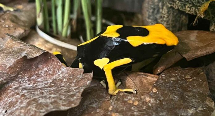 best poison dart frog pet - dendrobates tinctorius matecho