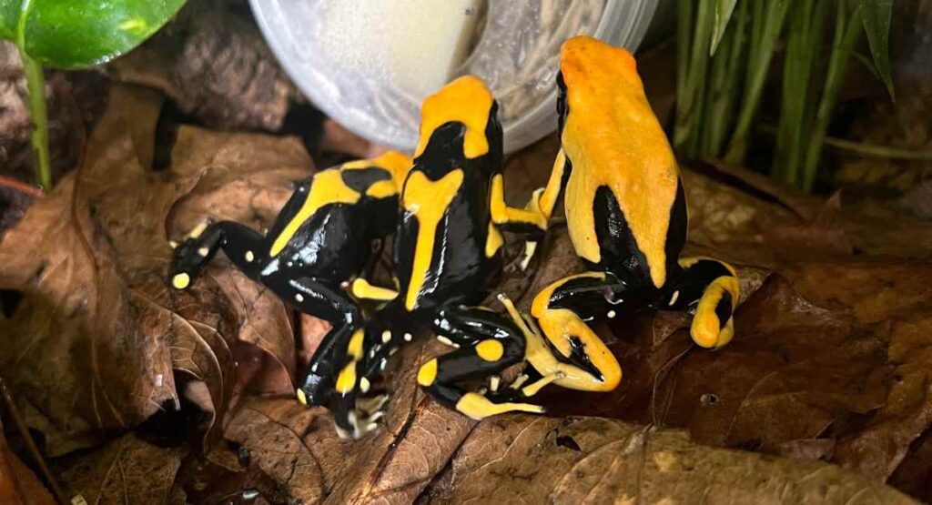 dendrobates tinctorius matecho - my three pet dart frogs