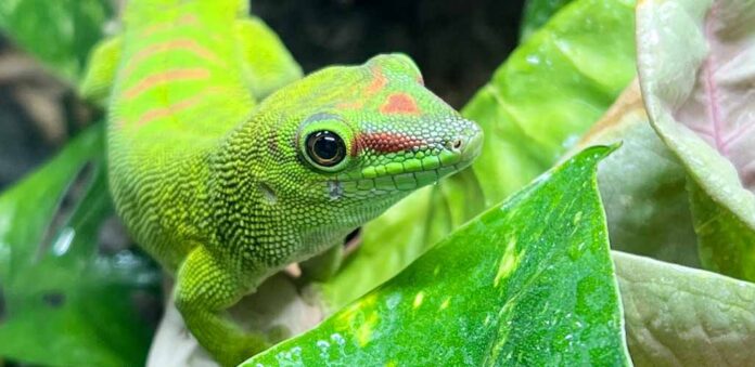 my Madagascar giant day gecko