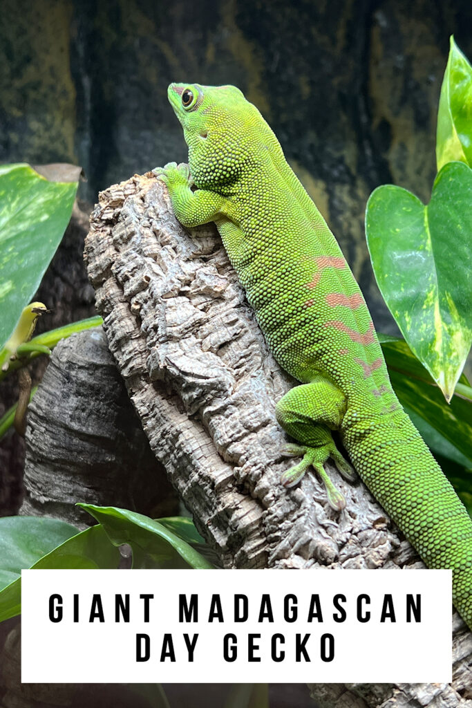 My Madagascar Giant Day Gecko, Sisu