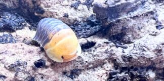 rubber duckie isopods as pets
