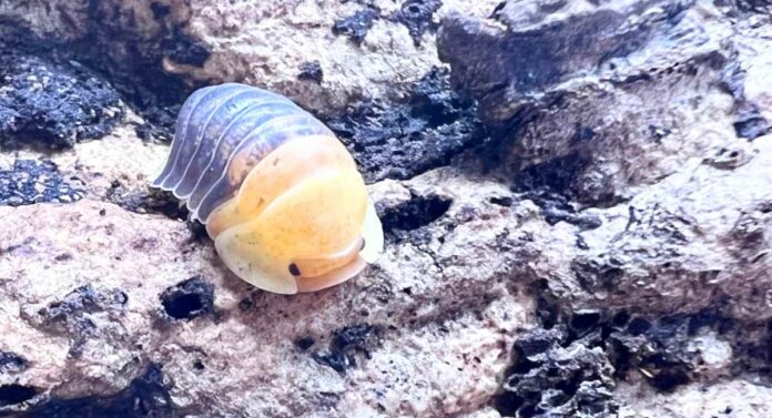 rubber duckie isopods as pets