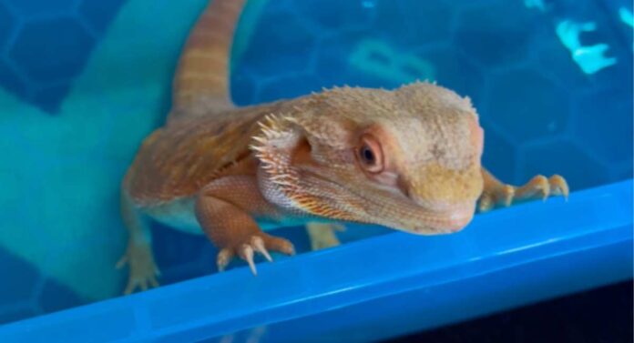 how to bathe a bearded dragon