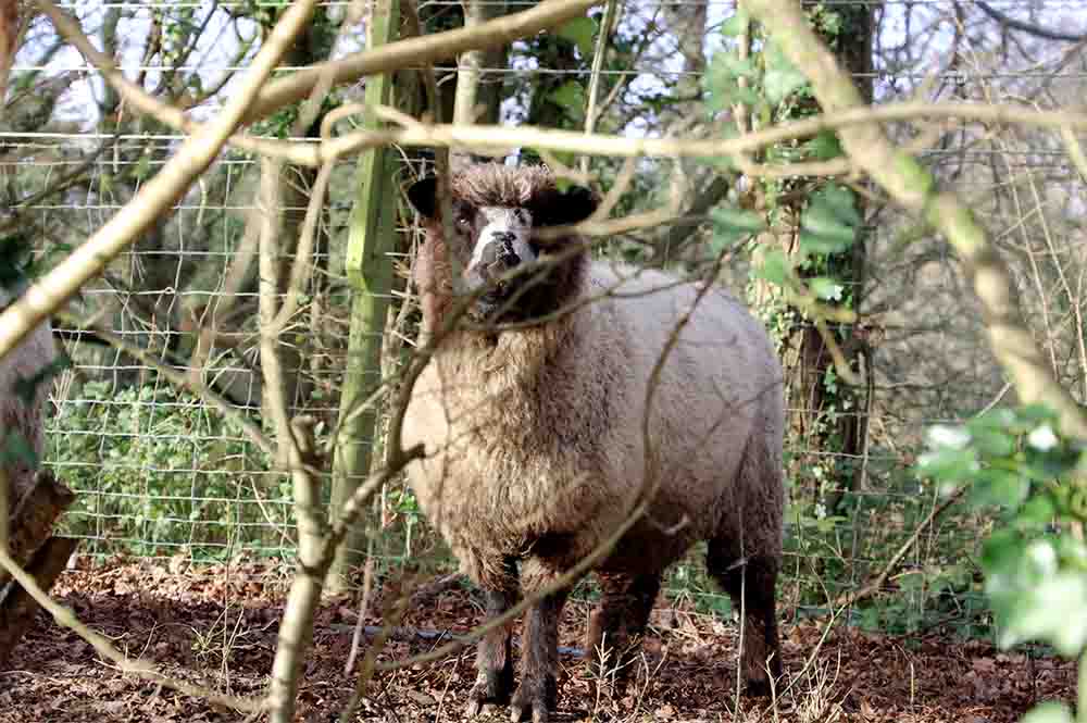 Sheep Names 200 Cute Names for Pet Sheep