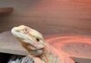 Are Bearded Dragons Doomed in the UK? jelly the bearded dragon