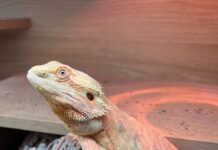Are Bearded Dragons Doomed in the UK? jelly the bearded dragon