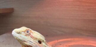 jelly the bearded dragon