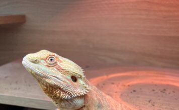 jelly the bearded dragon