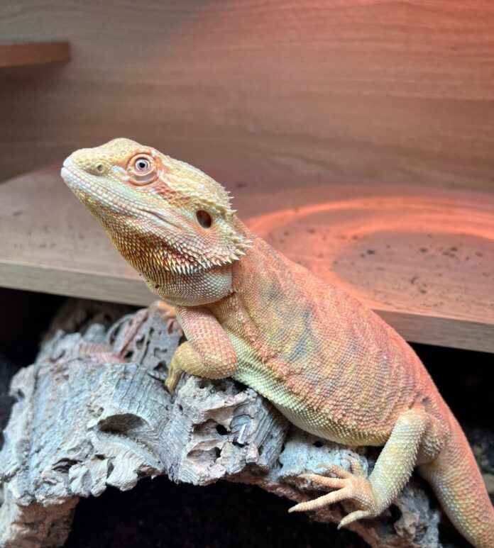 jelly the bearded dragon