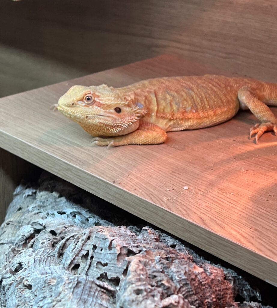 jelly the bearded dragon
